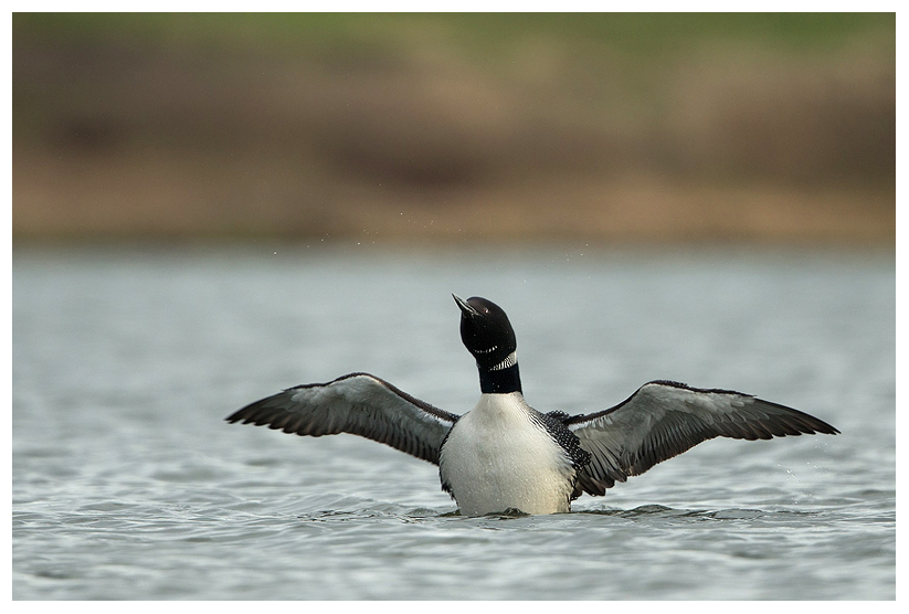 Great-northern-diver1.jpg Great-northern-diver1.jpg