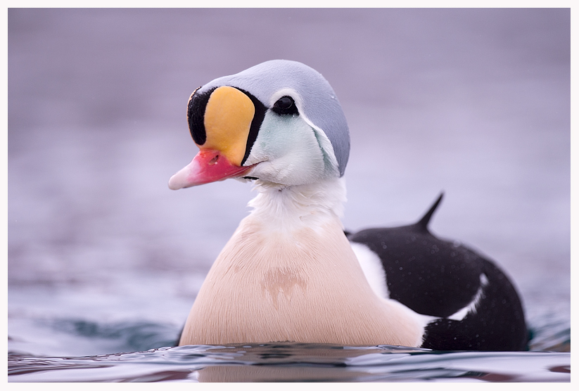 King-Eider-blog.jpg King-Eider-blog.jpg