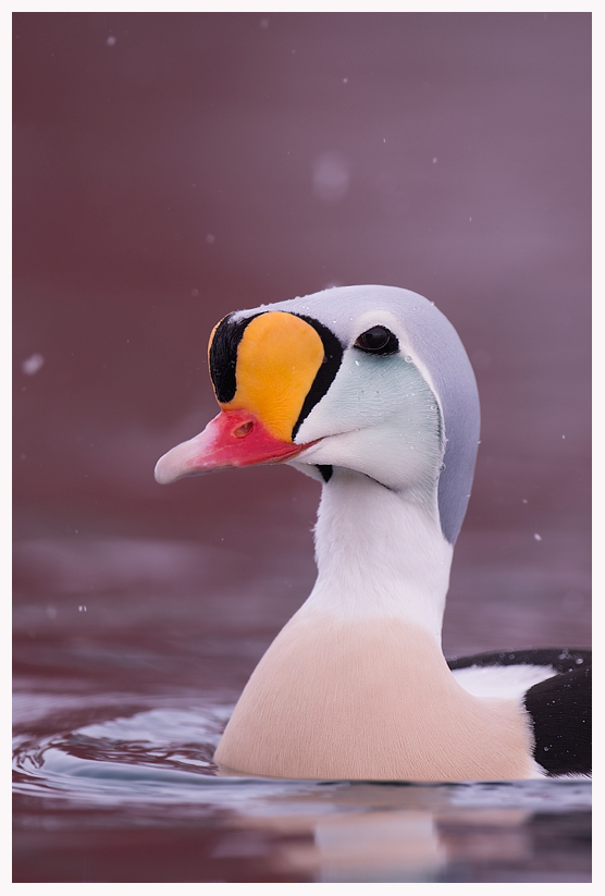 King-eider-portrait-blog.jpg King-eider-portrait-blog.jpg
