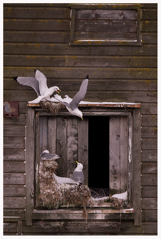 Kittiwakes-blog.jpg Kittiwakes-blog.jpg