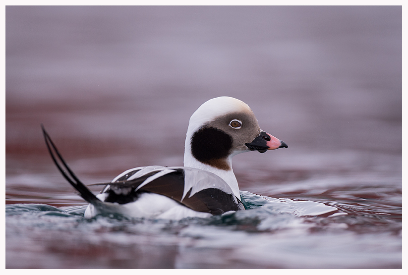 Long-tailed-duck-blog.jpg Long-tailed-duck-blog.jpg