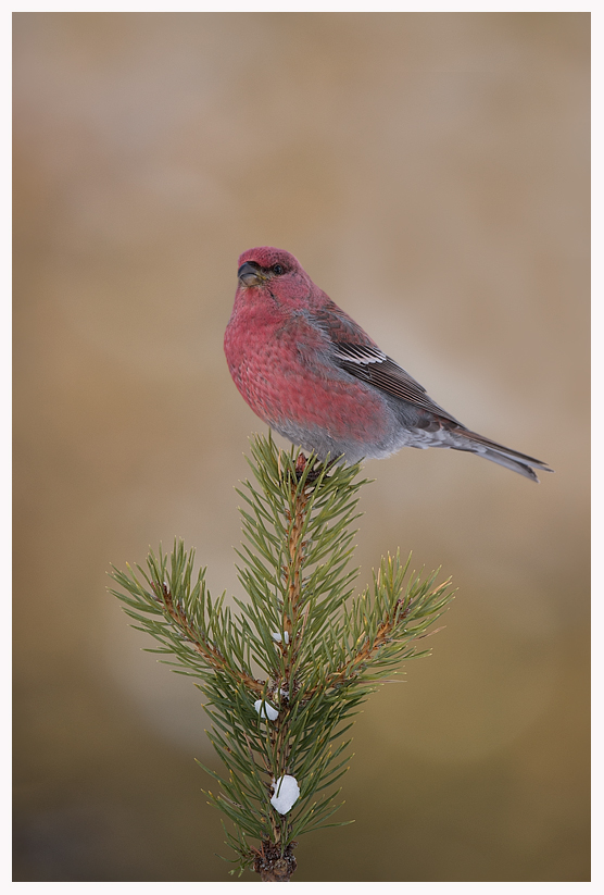 Pine-Grosbeak-blog.jpg Pine-Grosbeak-blog.jpg
