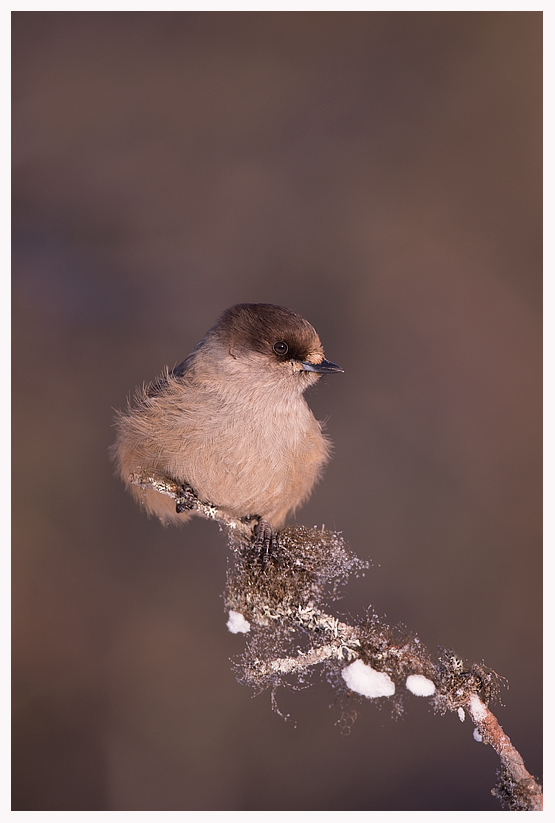 Siberian-Jay-blog.jpg Siberian-Jay-blog.jpg