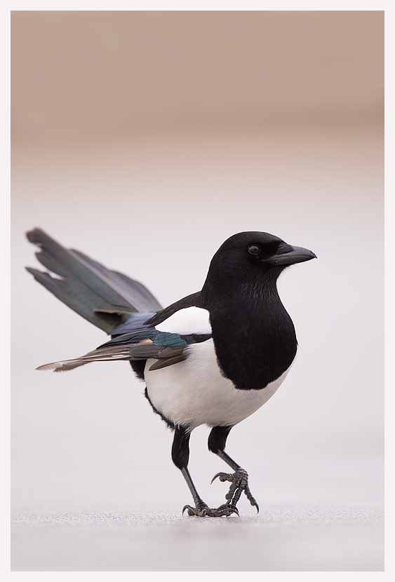 blogfoto-5.jpg blogfoto-5.jpg