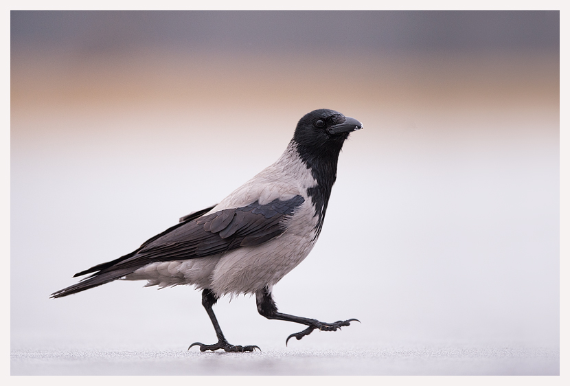 blogfoto-6.jpg blogfoto-6.jpg