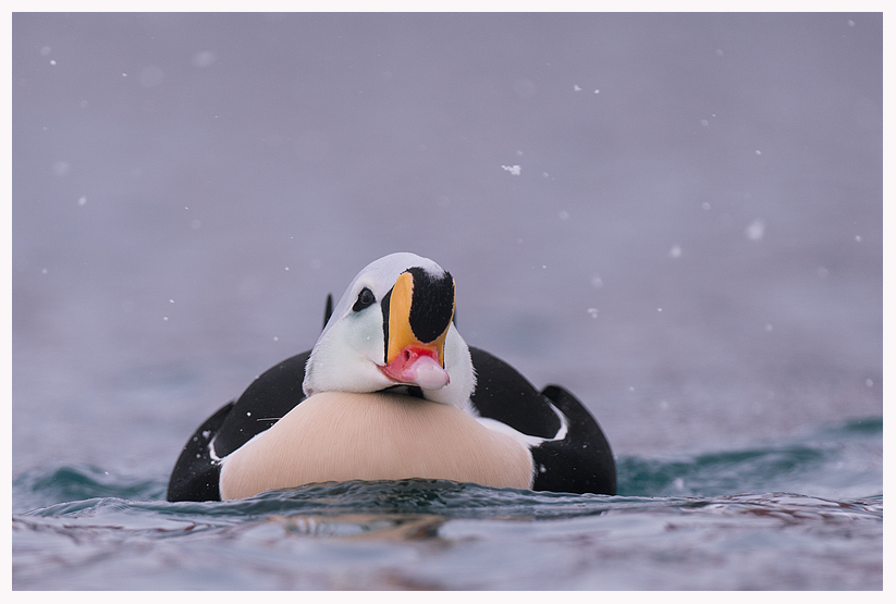 king-eider-5-blog.jpg king-eider-5-blog.jpg
