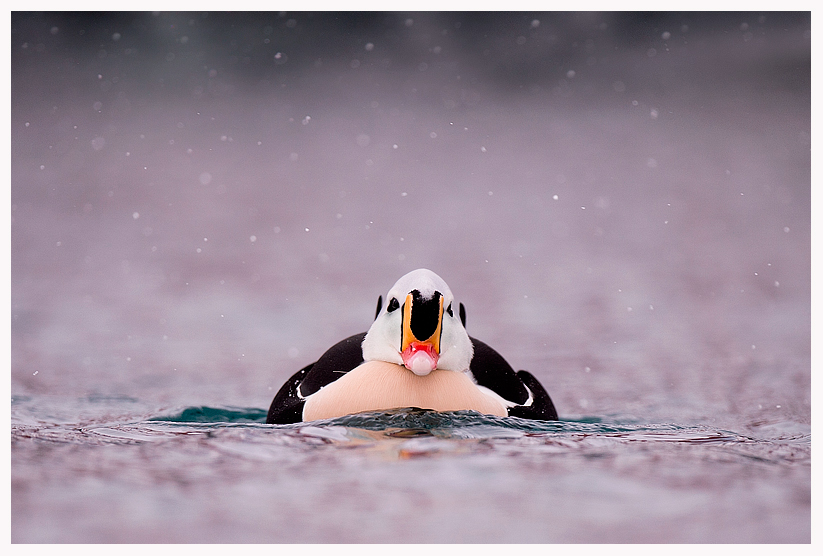 king-eider-8-blog.jpg king-eider-8-blog.jpg
