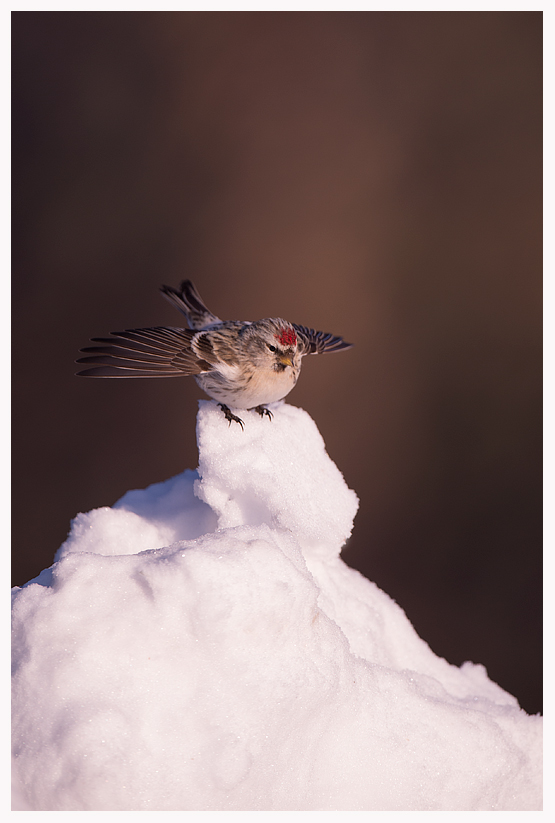 redpoll-blog.jpg redpoll-blog.jpg